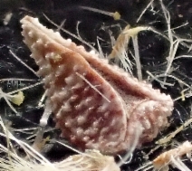 Cryptantha barbigera var. barbigera