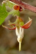 Ribes californicum