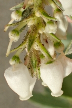 Arctostaphylos glandulosa ssp. glandulosa