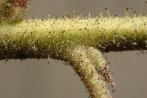 Arctostaphylos glandulosa ssp. glandulosa