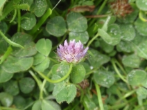 Trifolium barbigerum