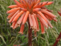 Aloe maculata