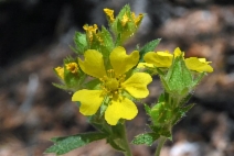 Potentilla gracilis