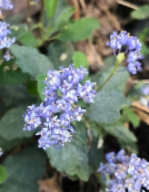 Ceanothus diversifolius
