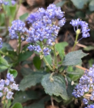 Ceanothus diversifolius