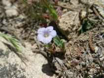 Phacelia douglasii var. petrophila
