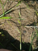 Pleuropogon californicus var. californicus