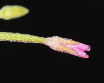 Epilobium ciliatum ssp. ciliatum