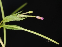 Epilobium ciliatum ssp. ciliatum