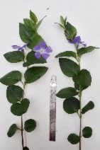 Vinca major