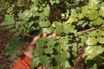 Ceratonia siliqua
