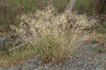 Stipa miliacea