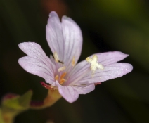 Epilobium oreganum