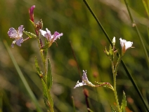 Epilobium oreganum