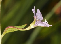 Epilobium oreganum