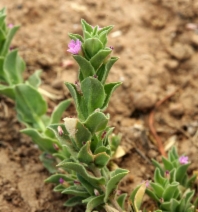 Epilobium pygmaeum