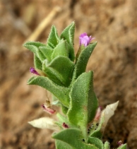 Epilobium pygmaeum