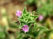 Epilobium pygmaeum