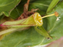 Taraxia ovata
