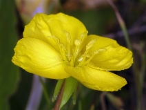 Taraxia ovata