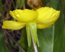 Taraxia ovata