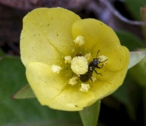 Taraxia subacaulis