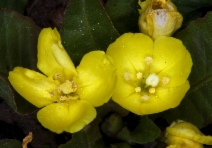 Taraxia subacaulis