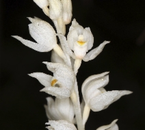 Cephalanthera austiniae
