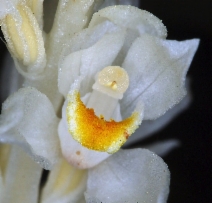 Cephalanthera austiniae