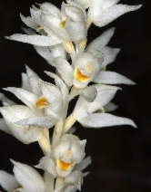 Cephalanthera austiniae