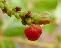 Berberis pinnata