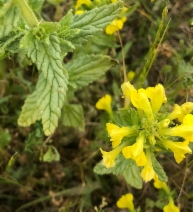 Parentucellia viscosa