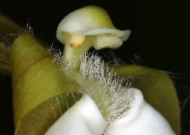 Cypripedium californicum