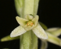 Piperia transversa