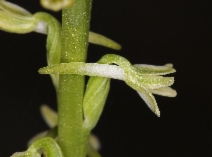 Piperia transversa