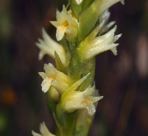 Spiranthes porrifolia