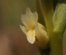 Spiranthes porrifolia