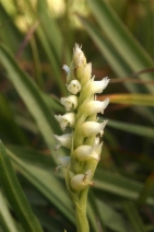 Spiranthes romanzoffiana