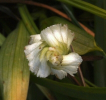 Spiranthes romanzoffiana
