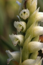 Spiranthes romanzoffiana