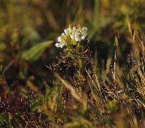 Triphysaria floribunda