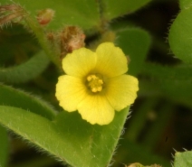 Oxalis micrantha
