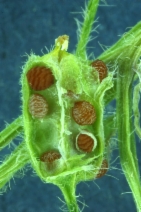 Oxalis micrantha