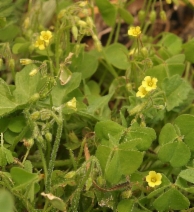 Oxalis micrantha