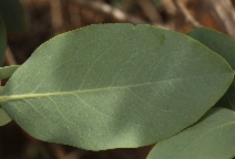 Dendromecon harfordii