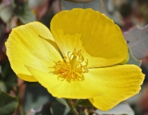 Dendromecon harfordii