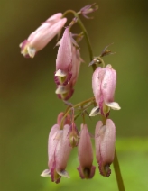 Dicentra formosa