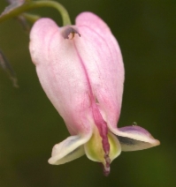 Dicentra formosa
