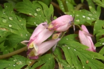 Dicentra formosa