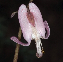 Dicentra pauciflora